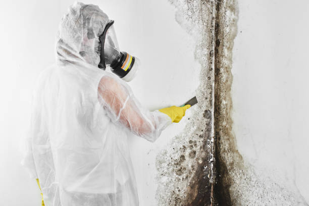 Best Home Mold Removal  in Verdigris, OK
