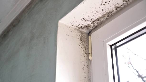 Best Toxic Mold Removal  in Verdigris, OK