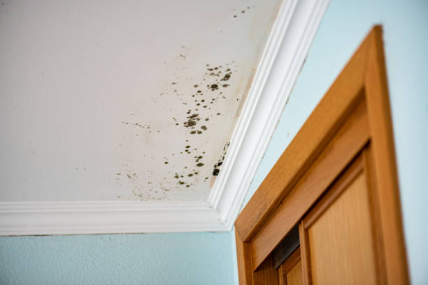 Best Emergency Mold Removal  in Verdigris, OK