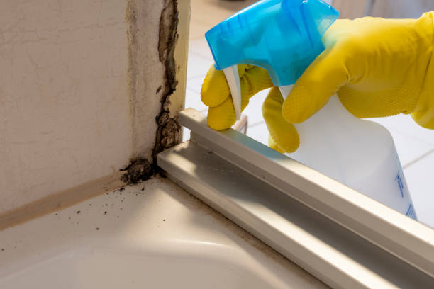 Best Mold Removal Specialists  in Verdigris, OK