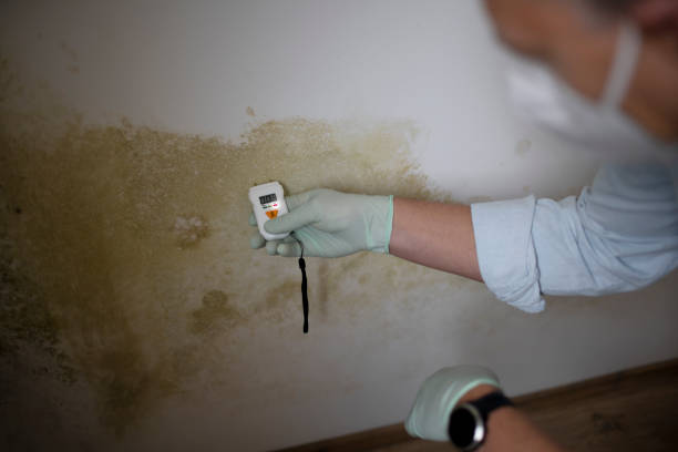 Best Commercial Mold Removal  in Verdigris, OK