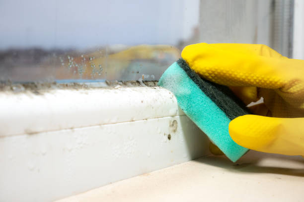 Best Commercial Mold Removal  in Verdigris, OK