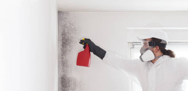 Best Best Mold Removal Companies  in Verdigris, OK