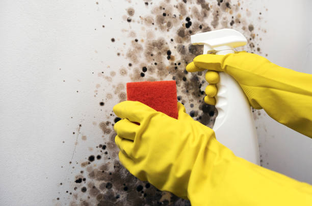 Office Mold Removal Services in Verdigris, OK