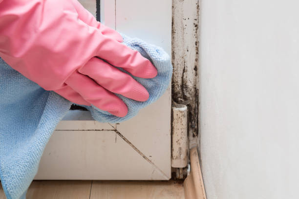 Best Mold Damage Repair  in Verdigris, OK